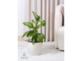 nbatat-alzyn-aldakhly-mn-motn-alnbatat-small-0